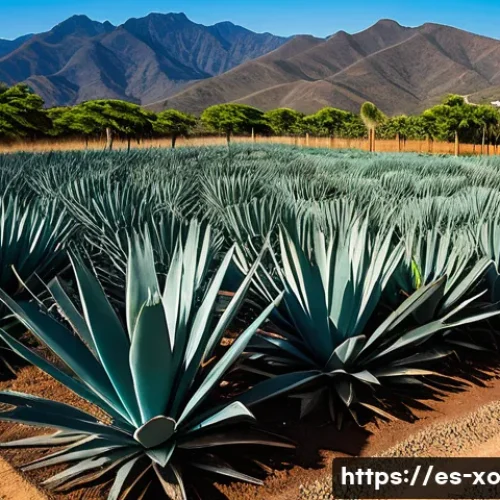 Home 30 전통주 브랜드의 친환경 경영 - Aerial wide-angle documentary shot of a regeneratively managed agave landscape in the Oaxaca highlan...